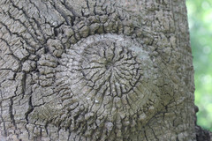 Brachychiton australis